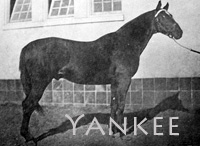 Yankee (USA) b c 1899 Hanover (USA) - Correction (USA), by Himyar (USA)
