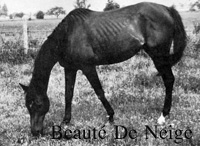 Beaut De Neige (FR) ch f 1912 Saint Just (FR) - Bellezza (FR), by Laveno (GB)