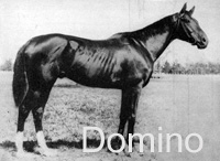 Domino (USA) bl c 1891 Himyar (USA) - Mannie Gray (USA), by Enquirer (USA)