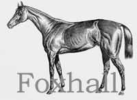 Foxhall (USA) b c 1878 King Alfonso (USA) - Jamaica (USA), by Lexington (USA)