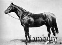 Hamburg (USA) b c 1895 Hanover (USA) - Lady Reel (USA), by Fellowcraft (USA)