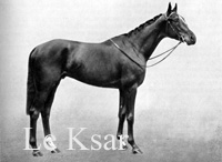 Le Ksar (FR) b c 1934 Ksar (FR) - Queen Iseult (FR), by Teddy (FR)