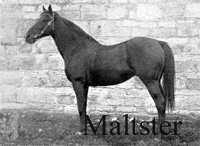 Maltster (AUS) br c 1897 Bill Of Portland (GB) - Barley (GB), by Barcaldine (IRE)
