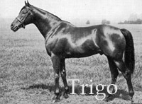 Trigo (IRE) b c 1926 Blandford (IRE) - Athasi (IRE), by Farasi (IRE)