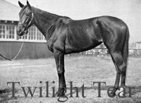 Twilight Tear (USA) b c 1941 Bull Lea (USA) - Lady Lark (USA), by Blue Larkspur (USA)