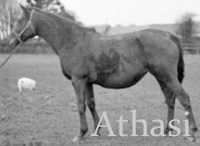 Athasi (IRE) b f 1917 Farasi (IRE) - Athgreany (IRE), by His Majesty (GB) or Galloping Simon (GB)