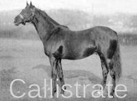 Callistrate (FR) br c 1890 Cambyse (FR) - Citronelle (FR), by Mars (FR)
