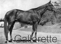 Gallorette (USA) ch f 1942 Challenger (GB) - Gallette (USA), by Sir Gallahad (FR)