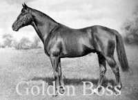 Golden Boss (IRE) ch c 1920 The Boss (IRE) - Golden Hen (GB), by Chevele D'Or (GB)