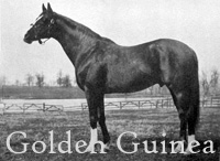 Golden Guinea (GB) ch c 1917 Polymelus - Miranda (GB), by Gallinule (GB)