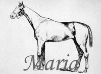 Maria (GER) ch f 1880 The Palmer (GB) - Kisasszony (GER), by Lord Clifden (GB)