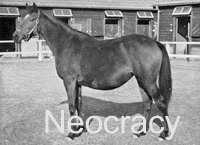 Neocracy (GB) br f 1944 Nearco (ITY) - Harina (IRE), by Blandford (IRE)