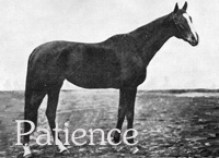 Patience (AH) ch f 1902 Bona Vista (GB) - Podagra (GB), by Galopin (GB)