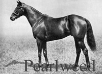 Pearlweed (FR) b c 1932 Hotweed (FR) - Pearl Maiden (GB), by Phaleron (GB)