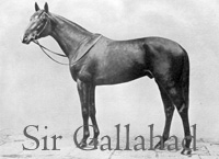 Sir Gallahad (FR) b c 1920 Teddy (FR) - Plucky Liege (GB), by Spearmint (GB)