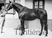 Tantième (FR) b c 1947 Deux Pour Cent - Terka (FR), by Indus (FR)