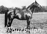 Tourbillon (FR) b c 1928 Ksar (FR) - Durban (FR), by Durbar (FR)